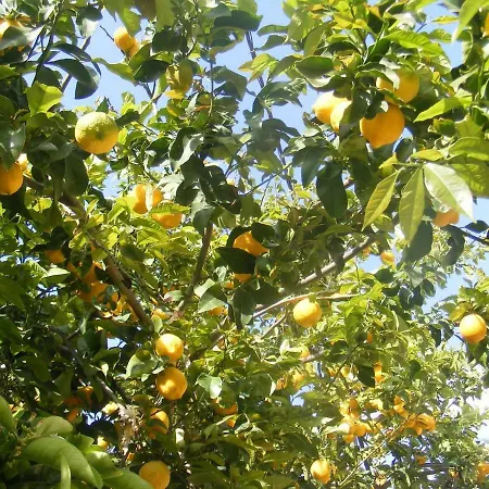 Lemonia 게스트하우스 *